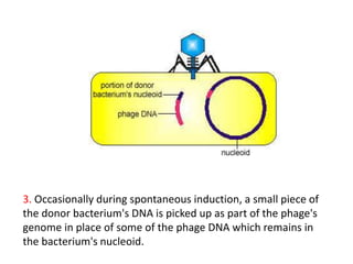 3. Occasionally during spontaneous induction, a small piece of
the donor bacterium's DNA is picked up as part of the phage's
genome in place of some of the phage DNA which remains in
the bacterium's nucleoid.
 