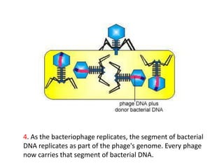 4. As the bacteriophage replicates, the segment of bacterial
DNA replicates as part of the phage's genome. Every phage
now carries that segment of bacterial DNA.
 