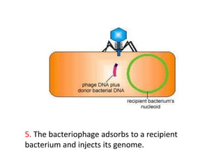 5. The bacteriophage adsorbs to a recipient
bacterium and injects its genome.
 