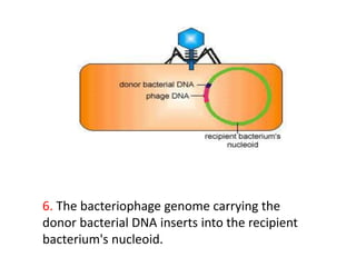 6. The bacteriophage genome carrying the
donor bacterial DNA inserts into the recipient
bacterium's nucleoid.
 