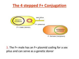 The 4 stepped F+ Conjugation
1. The F+ male has an F+ plasmid coding for a sex
pilus and can serve as a genetic donor
 