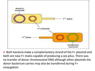 4. Both bacteria make a complementary strand of the F+ plasmid and
both are now F+ males capable of producing a sex pilus. There was
no transfer of donor chromosomal DNA although other plasmids the
donor bacterium carries may also be transferred during F+
conjugation.
 