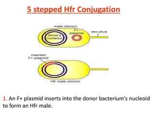 5 stepped Hfr Conjugation
1. An F+ plasmid inserts into the donor bacterium's nucleoid
to form an Hfr male.
 
