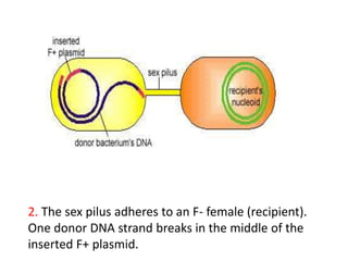 2. The sex pilus adheres to an F- female (recipient).
One donor DNA strand breaks in the middle of the
inserted F+ plasmid.
 