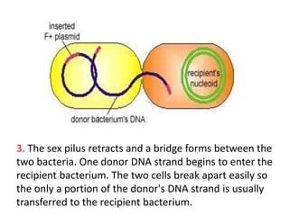 3. The sex pilus retracts and a bridge forms between the
two bacteria. One donor DNA strand begins to enter the
recipient bacterium. The two cells break apart easily so
the only a portion of the donor's DNA strand is usually
transferred to the recipient bacterium.
 