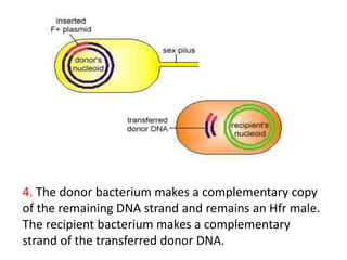 4. The donor bacterium makes a complementary copy
of the remaining DNA strand and remains an Hfr male.
The recipient bacterium makes a complementary
strand of the transferred donor DNA.
 