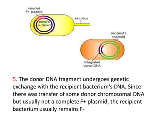 5. The donor DNA fragment undergoes genetic
exchange with the recipient bacterium's DNA. Since
there was transfer of some donor chromosomal DNA
but usually not a complete F+ plasmid, the recipient
bacterium usually remains F-
 