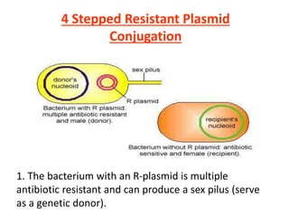 4 Stepped Resistant Plasmid
Conjugation
1. The bacterium with an R-plasmid is multiple
antibiotic resistant and can produce a sex pilus (serve
as a genetic donor).
 