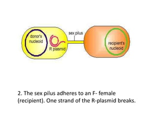 2. The sex pilus adheres to an F- female
(recipient). One strand of the R-plasmid breaks.
 