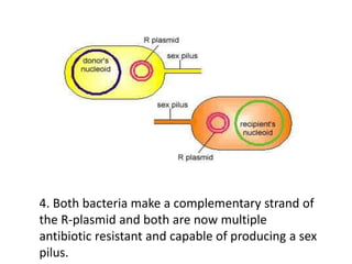 4. Both bacteria make a complementary strand of
the R-plasmid and both are now multiple
antibiotic resistant and capable of producing a sex
pilus.
 