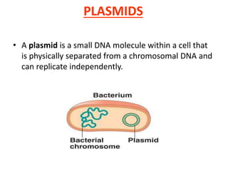 PLASMIDS
• A plasmid is a small DNA molecule within a cell that
is physically separated from a chromosomal DNA and
can replicate independently.
 