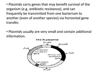 • Plasmids carry genes that may benefit survival of the
organism (e.g. antibiotic resistance), and can
frequently be transmitted from one bacterium to
another (even of another species) via horizontal gene
transfer.
• Plasmids usually are very small and contain additional
information.
 