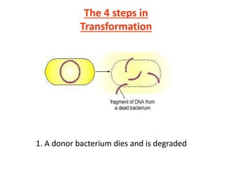 1. A donor bacterium dies and is degraded
The 4 steps in
Transformation
 