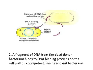 2. A fragment of DNA from the dead donor
bacterium binds to DNA binding proteins on the
cell wall of a competent, living recipient bacterium
 
