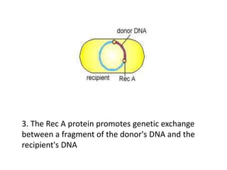 3. The Rec A protein promotes genetic exchange
between a fragment of the donor's DNA and the
recipient's DNA
 