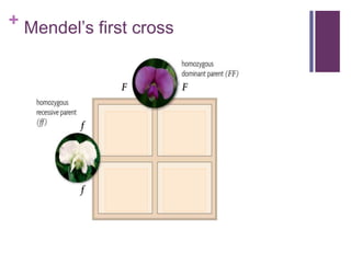 + Mendel’s first cross
 
