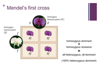 +
homozygous dominant
X
homozygous recessive
=
all heterozygous, all dominant
(100% heterozygous dominant)
Mendel’s first cross
 