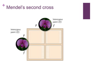 + Mendel’s second cross
 
