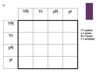 +
YR Yr yR yr
YR
Yr
yR
yr
Y = yellow
y = green
R = round
r = wrinkled
 