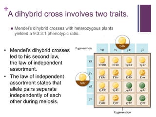 +
A dihybrid cross involves two traits.
 Mendel’s dihybrid crosses with heterozygous plants
yielded a 9:3:3:1 phenotypic ratio.
• Mendel’s dihybrid crosses
led to his second law,
the law of independent
assortment.
• The law of independent
assortment states that
allele pairs separate
independently of each
other during meiosis.
 