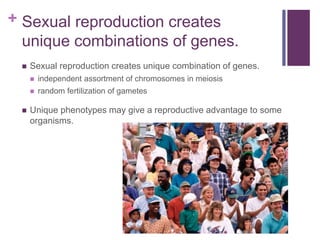 + Sexual reproduction creates
unique combinations of genes.
 Sexual reproduction creates unique combination of genes.
 independent assortment of chromosomes in meiosis
 random fertilization of gametes
 Unique phenotypes may give a reproductive advantage to some
organisms.
 