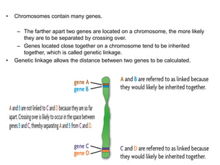 • Chromosomes contain many genes.
– The farther apart two genes are located on a chromosome, the more likely
they are to be separated by crossing over.
– Genes located close together on a chromosome tend to be inherited
together, which is called genetic linkage.
• Genetic linkage allows the distance between two genes to be calculated.
 
