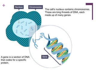 +
The cell’s nucleus contains chromosomes.
These are long threads of DNA, each
made up of many genes
A gene is a section of DNA
that codes for a specific
protein.
 