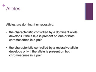 +
Alleles
Alleles are dominant or recessive:
• the characteristic controlled by a dominant allele
develops if the allele is present on one or both
chromosomes in a pair
• the characteristic controlled by a recessive allele
develops only if the allele is present on both
chromosomes in a pair
 