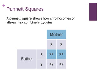 +
Punnett Squares
A punnett square shows how chromosomes or
alleles may combine in zygotes.
 