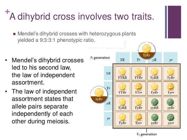 Homework help genetics two trait crosses