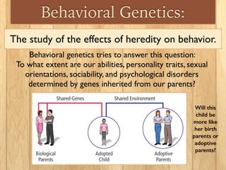 Behavioral Genetics:
The study of the effects of heredity on behavior.
Behavioral genetics tries to answer this question:
To what extent are our abilities, personality traits, sexual
orientations, sociability, and psychological disorders
determined by genes inherited from our parents?
Will this
child be
more like
her birth
parents or
adoptive
parents?
 