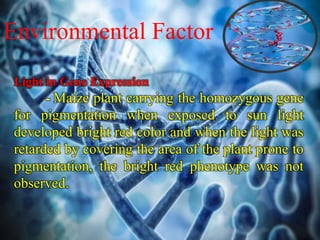 environmental influence on gene expression | PPTX
