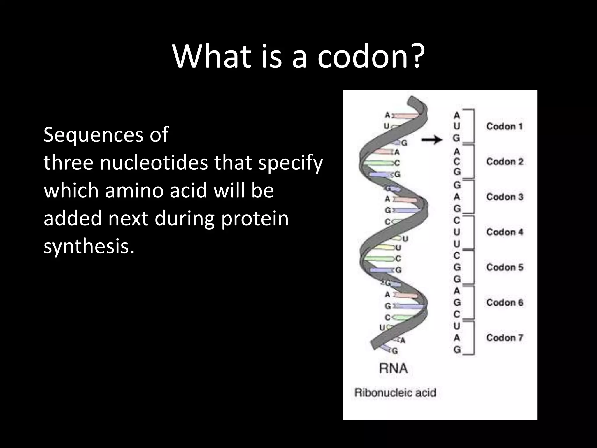 What is a codon?
Sequences of
three nucleotides that specify
which amino acid will be
added next during protein
synthesis.
 