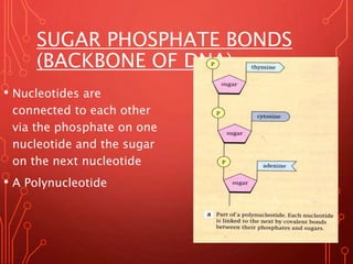 SUGAR PHOSPHATE BONDS
(BACKBONE OF DNA)
• Nucleotides are
connected to each other
via the phosphate on one
nucleotide and ...