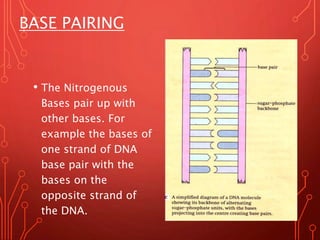 BASE PAIRING
• The Nitrogenous
Bases pair up with
other bases. For
example the bases of
one strand of DNA
base pair with t...
