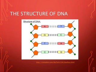 THE STRUCTURE OF DNA
http://cronodon.com/BioTech/Cell_Nucleus.html
 