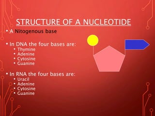 STRUCTURE OF A NUCLEOTIDE
• A Nitogenous base
• In DNA the four bases are:
• Thymine
• Adenine
• Cytosine
• Guanine
• In R...
