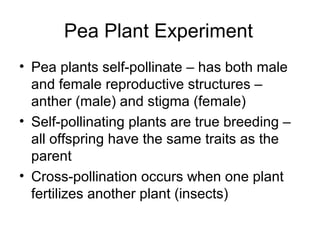 Pea Plant Experiment
• Pea plants self-pollinate – has both male
and female reproductive structures –
anther (male) and stigma (female)
• Self-pollinating plants are true breeding –
all offspring have the same traits as the
parent
• Cross-pollination occurs when one plant
fertilizes another plant (insects)
 