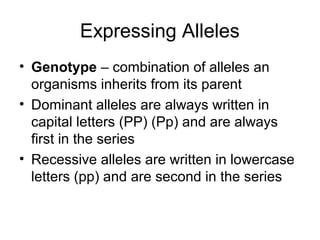 Expressing Alleles
• Genotype – combination of alleles an
organisms inherits from its parent
• Dominant alleles are always written in
capital letters (PP) (Pp) and are always
first in the series
• Recessive alleles are written in lowercase
letters (pp) and are second in the series
 