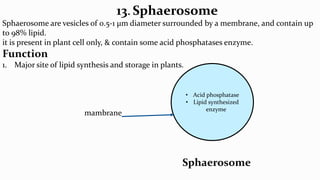13.Sphaerosome
Sphaerosome are vesicles of 0.5-1 μm diameter surrounded by a membrane, and contain up
to 98% lipid.
it is present in plant cell only, & contain some acid phosphatases enzyme.
Function
1. Major site of lipid synthesis and storage in plants.
mambrane
Sphaerosome
• Acid phosphatase
• Lipid synthesized
enzyme
 