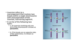 • Inversion refers to a
rearrangement that involves two
breaks within a single chromosome
with reincorporation of the
inverted, intervening segment.
• It can be of the following two
types:
• a. An inversion involving only one
arm of the chromosome is known as
paracentric.
• b. If the breaks are on opposite sides
of the centromere, it is known as
pericentric
 