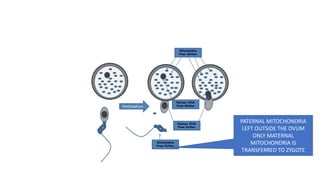 PATERNAL MITOCHONDRIA
LEFT OUTSIDE THE OVUM
ONLY MATERNAL
MITOCHONDRIA IS
TRANSFERRED TO ZYGOTE
 