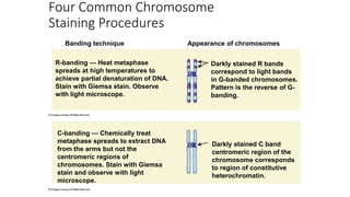 Four Common Chromosome
Staining Procedures
R-banding — Heat metaphase
spreads at high temperatures to
achieve partial denaturation of DNA.
Stain with Giemsa stain. Observe
with light microscope.
Darkly stained R bands
correspond to light bands
in G-banded chromosomes.
Pattern is the reverse of G-
banding.
Banding technique Appearance of chromosomes
C-banding — Chemically treat
metaphase spreads to extract DNA
from the arms but not the
centromeric regions of
chromosomes. Stain with Giemsa
stain and observe with light
microscope.
Darkly stained C band
centromeric region of the
chromosome corresponds
to region of constitutive
heterochromatin.
 