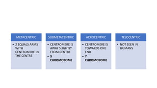 METACENTRIC
• 2 EQUALS ARMS
WITH
CENTROMERE IN
THE CENTRE
SUBMETACENTRIC
• CENTROMERE IS
AWAY SLIGHTLY
FROM CENTRE
• X
CHROMOSOME
ACROCENTRIC
• CENTROMERE IS
TOWARDS ONE
END
• Y
CHROMOSOME
TELOCENTRIC
• NOT SEEN IN
HUMANS
 