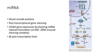 miRNA
• Donot encode proteins
• Post transcriptional gene silencing
• Inhibit gene expression by blocking mRNA
induced translation via RISC (RNA insuced
silencing complex)
• @ post transcription level
 