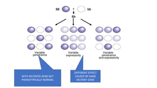 DIFFERENT EFFECT
CAUSED BY SAME
MUTANT GENE
WITH MUTATED GENE BUT
PHENOTYPICALLY NORMAL
 