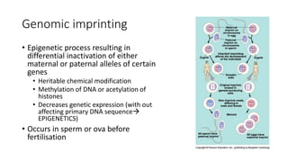 Genomic imprinting
• Epigenetic process resulting in
differential inactivation of either
maternal or paternal alleles of certain
genes
• Heritable chemical modification
• Methylation of DNA or acetylation of
histones
• Decreases genetic expression (with out
affecting primary DNA sequence
EPIGENETICS)
• Occurs in sperm or ova before
fertilisation
 