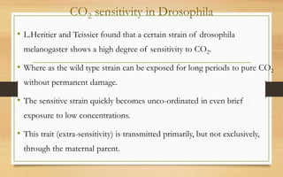 CO2 sensitivity in Drosophila
• L.Heritier and Teissier found that a certain strain of drosophila
melanogaster shows a high degree of sensitivity to CO2.
• Where as the wild type strain can be exposed for long periods to pure CO2
without permanent damage.
• The sensitive strain quickly becomes unco-ordinated in even brief
exposure to low concentrations.
• This trait (extra-sensitivity) is transmitted primarily, but not exclusively,
through the maternal parent.
 