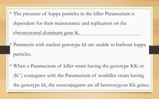 • The presence of kappa particles in the killer Paramecium is
dependent for their maintenance and replication on the
chromosomal dominant gene K.
• Paramecia with nuclear genotype kk are unable to harbour kappa
particles.
• When a Paramecium of killer strain having the genotype KK or
(K+) conjugates with the Paramecium of nonkiller strain having
the genotype kk, the exoconjugants are all heterozygous Kk genes.
 