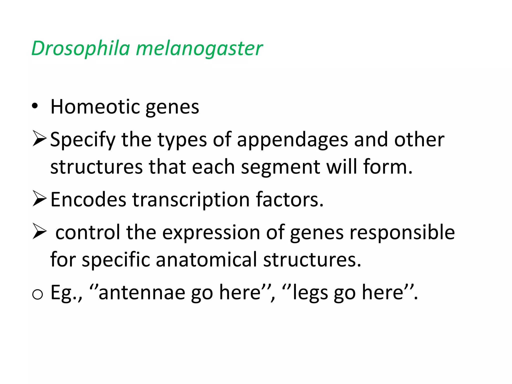 pattern formation genes | PPTX
